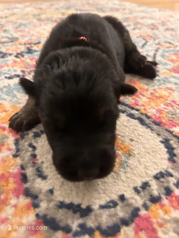 German Shepherd Male (Orange Collar) – German Shepherd Dog puppy for sale in Covington, GA