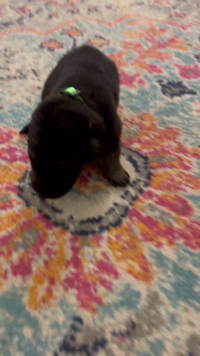 German Shepherd Male (Neon Green Collar), a male German Shepherd Dog for sale in Covington, GA – 4 of 4