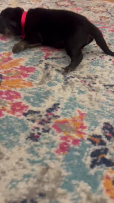 German Shephard Female (Red Collar), a female German Shepherd Dog for sale in Covington, GA – 3 of 4