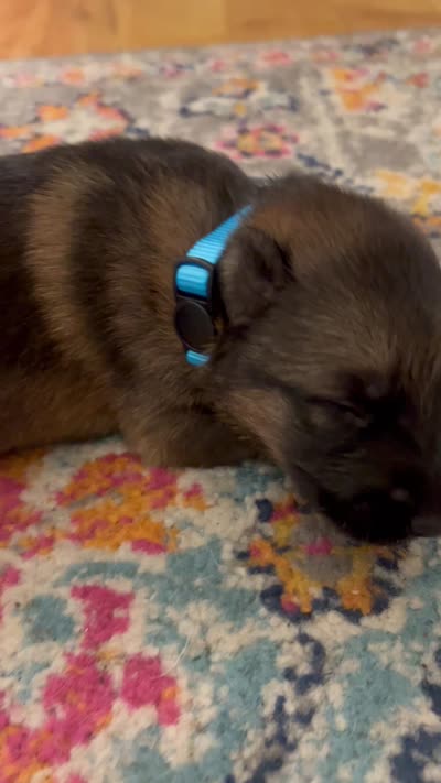 German Shepherd Male (Neon Blue Collar), a male German Shepherd Dog for sale in Covington, GA – 4 of 4