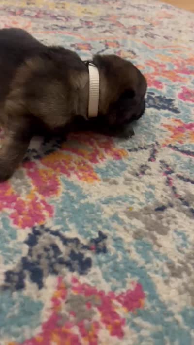 German Shepherd Female (White Collar), a female German Shepherd Dog for sale in Covington, GA – 3 of 3
