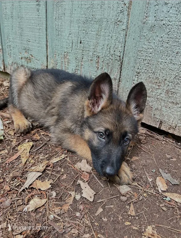 Wolfee – German Shepherd Dog puppy for sale in Covington, GA