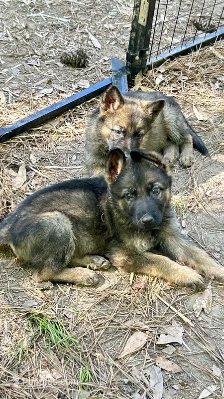 Wolfee – German Shepherd Dog puppy for sale in Covington, GA