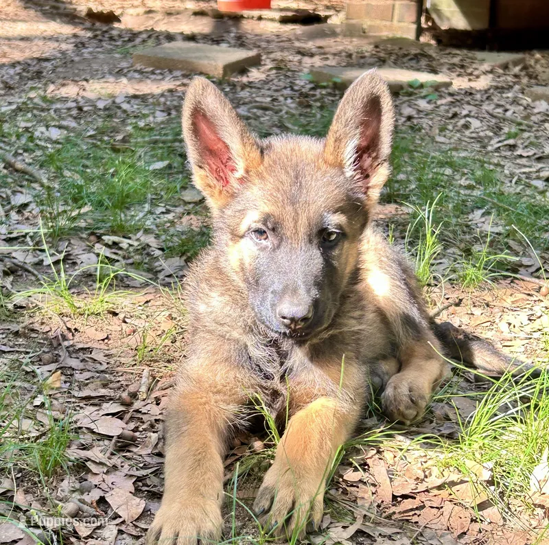 Wolfee – German Shepherd Dog puppy for sale in Covington, GA