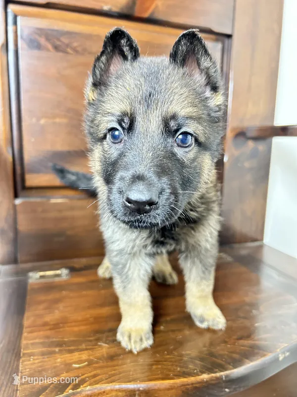 Wolfe – German Shepherd Dog puppy for sale in Covington, GA