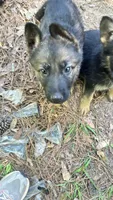 Wolfee, a male German Shepherd Dog for sale in Covington, GA – Photo 5 of 5