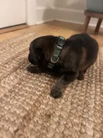 German Shepherd Male (Dark Green Collar), a male German Shepherd Dog for sale in Covington, GA – 3 of 4
