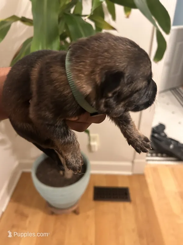 German Shepherd Male (Dark Green Collar) – German Shepherd Dog puppy for sale in Covington, GA