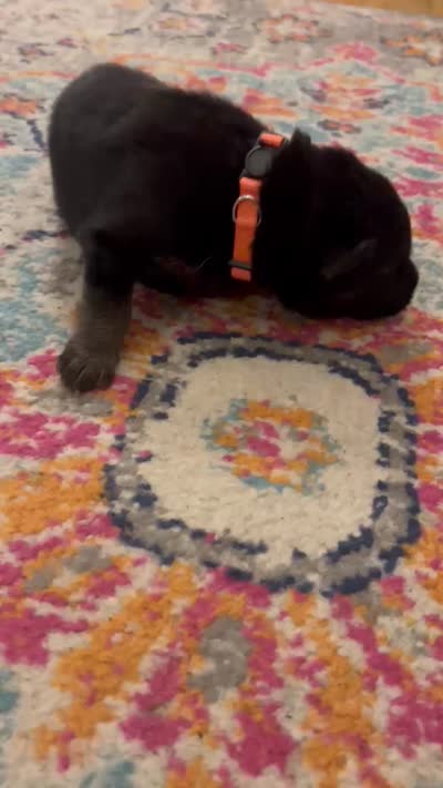 German Shepherd Male (Orange Collar), a male German Shepherd Dog for sale in Covington, GA – 4 of 4