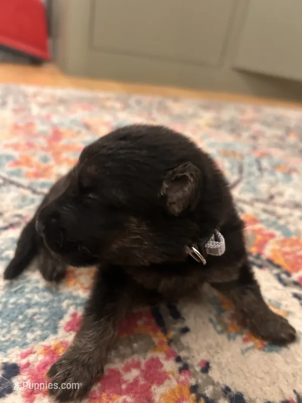 German Shepherd Male (Silver Collar) – German Shepherd Dog puppy for sale in Covington, GA