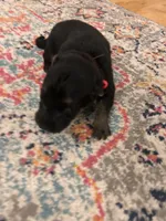 German Shephard Female (Red Collar), a female German Shepherd Dog for sale in Covington, GA – 2 of 4
