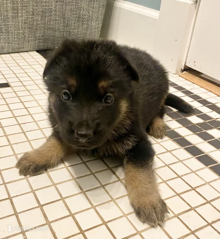 German Shepherd Male (Orange Collar) – German Shepherd Dog puppy for sale in Covington, GA