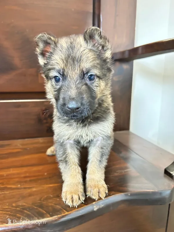 Mr. Muffin – German Shepherd Dog puppy for sale in Covington, GA