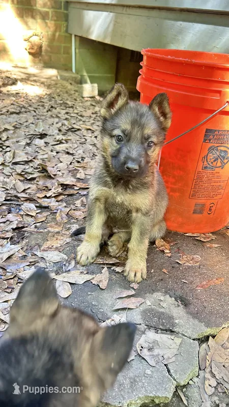 Mr. Muffin – German Shepherd Dog puppy for sale in Covington, GA