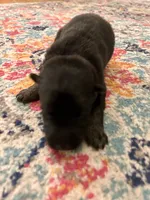 German Shepherd Male (Dark Blue Collar), a male German Shepherd Dog for sale in Covington, GA – 2 of 4