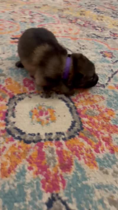 German Shepherd Female (Purple Collar), a female German Shepherd Dog for sale in Covington, GA – 4 of 4
