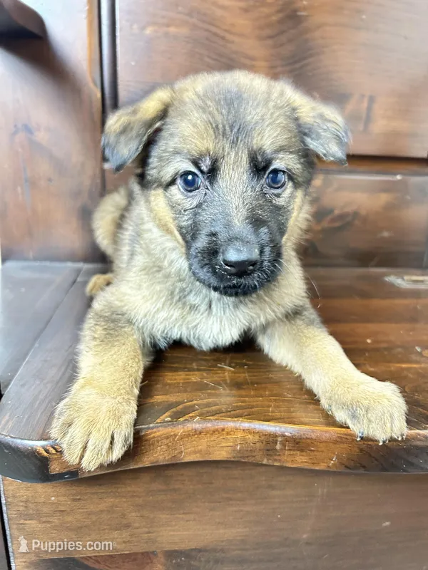 Tommy – German Shepherd Dog puppy for sale in Covington, GA