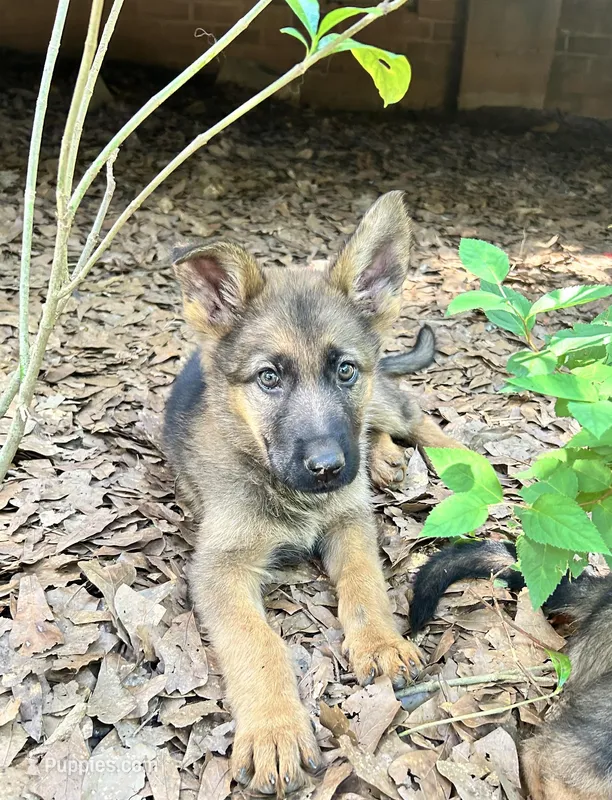 Tommy – German Shepherd Dog puppy for sale in Covington, GA