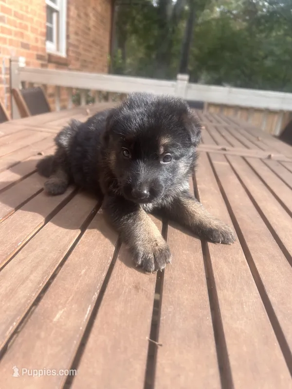 German Shepherd Female (Pink Collar) – German Shepherd Dog puppy for sale in Covington, GA