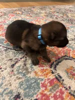 German Shepherd Male (Neon Blue Collar), a male German Shepherd Dog for sale in Covington, GA – 2 of 4