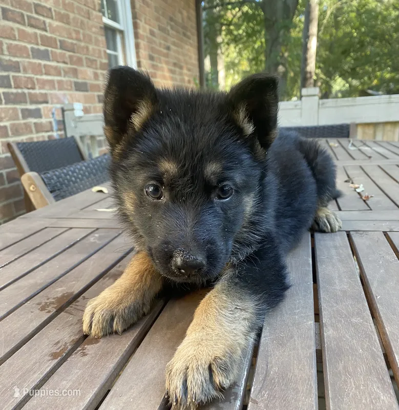 German Shepherd Male (Orange Collar) – German Shepherd Dog puppy for sale in Covington, GA