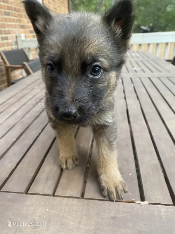 German Shepherd Male (Dark Green Collar) – German Shepherd Dog puppy for sale in Covington, GA