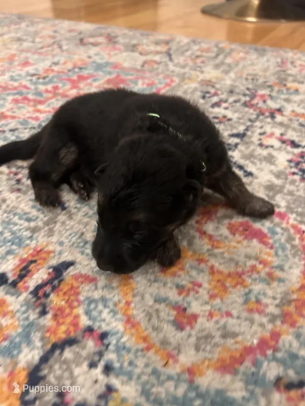 German Shepherd Male (Neon Green Collar) – German Shepherd Dog puppy for sale in Covington, GA