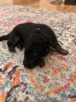 German Shepherd Male (Neon Green Collar), a male German Shepherd Dog for sale in Covington, GA – 1 of 4