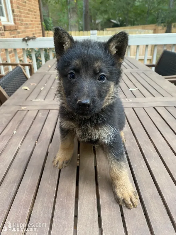 German Shepherd Male (Silver Collar) – German Shepherd Dog puppy for sale in Covington, GA