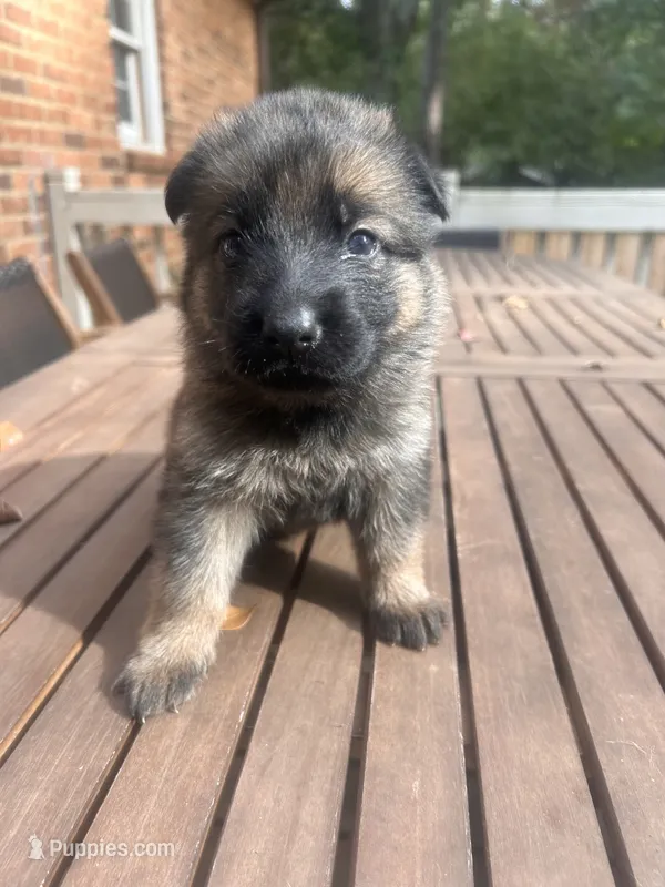 German Shepherd Female (White Collar) – German Shepherd Dog puppy for sale in Covington, GA