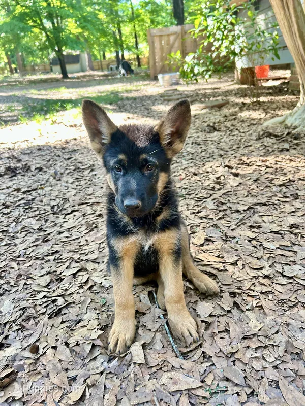Sheeba – German Shepherd Dog puppy for sale in Covington, GA