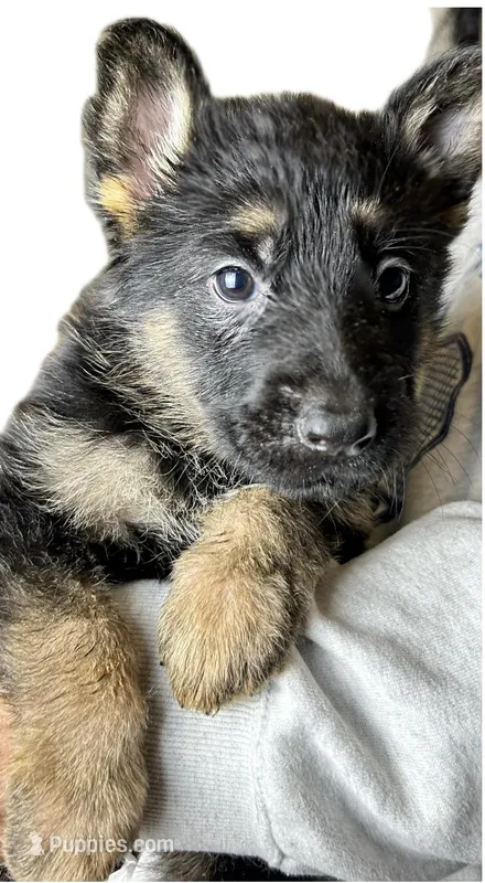 Sheba – German Shepherd Dog puppy for sale in Covington, GA