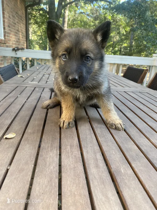 German Shepherd Female (White Collar) – German Shepherd Dog puppy for sale in Covington, GA