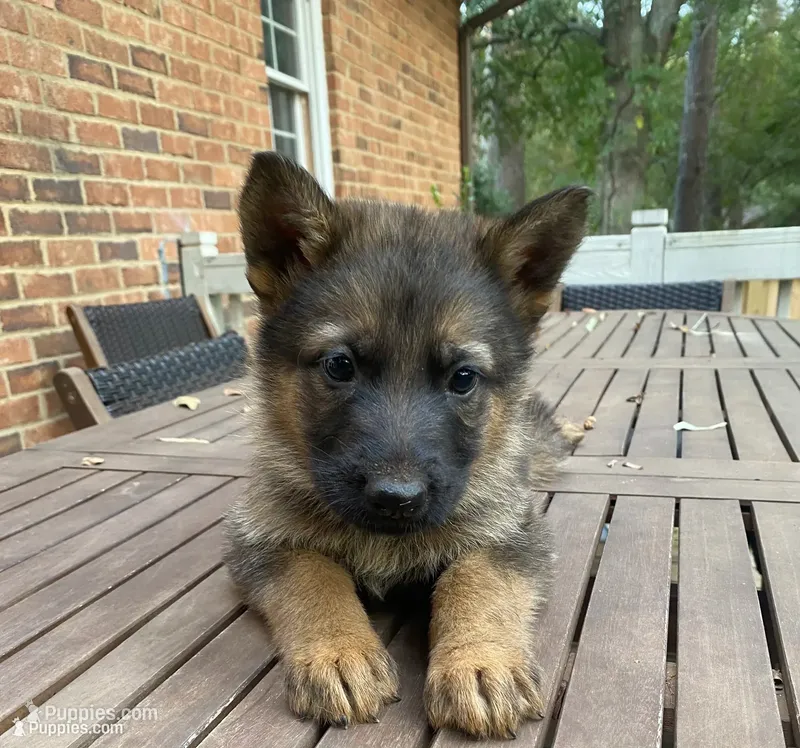 German Shepherd Male (Neon Blue Collar) – German Shepherd Dog puppy for sale in Covington, GA
