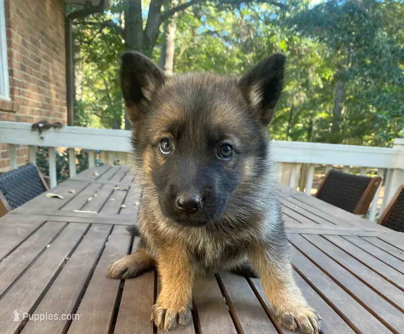 German Shepherd Female (White Collar) – German Shepherd Dog puppy for sale in Covington, GA