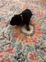 German Shepherd Male (Orange Collar), a male German Shepherd Dog for sale in Covington, GA – 2 of 4