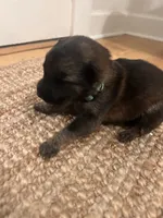 German Shepherd Male (Dark Green Collar), a male German Shepherd Dog for sale in Covington, GA – 2 of 4