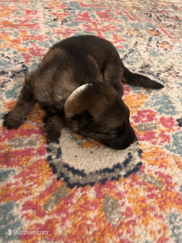 German Shepherd Female (White Collar) – German Shepherd Dog puppy for sale in Covington, GA