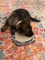 German Shepherd Female (White Collar), a female German Shepherd Dog for sale in Covington, GA – 1 of 3