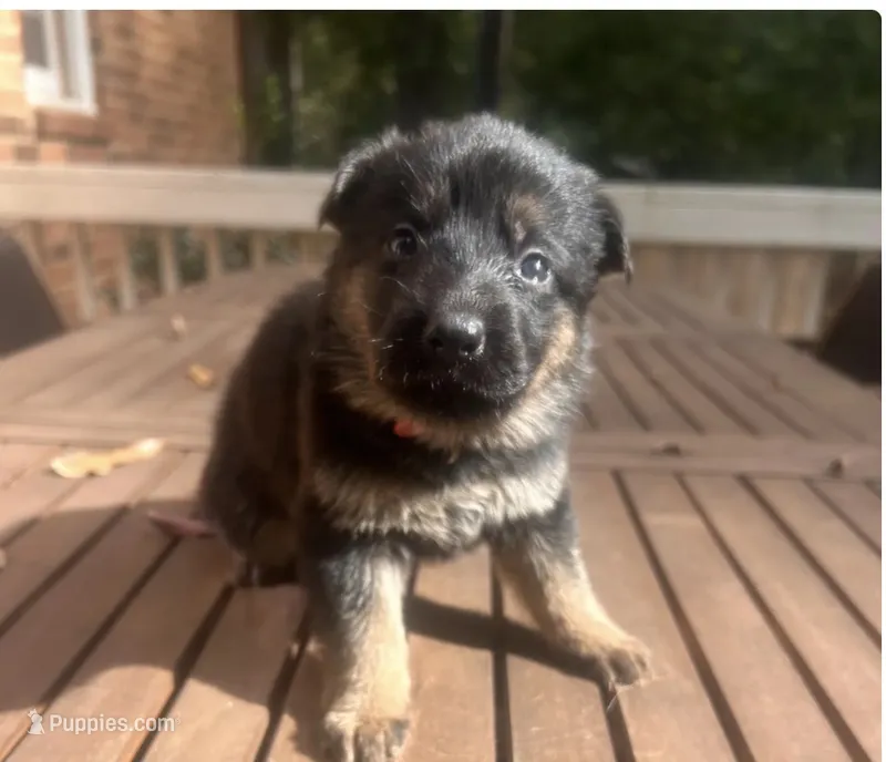 German Shepherd Female (Pink Collar) – German Shepherd Dog puppy for sale in Covington, GA