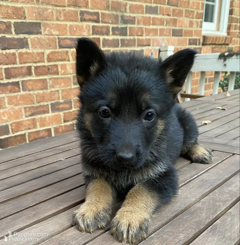 German Shepherd Male (Dark Blue Collar) – German Shepherd Dog puppy for sale in Covington, GA