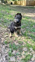 King, a male German Shepherd Dog for sale in Covington, GA – Photo 2 of 4