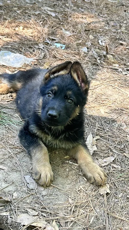 King – German Shepherd Dog puppy for sale in Covington, GA