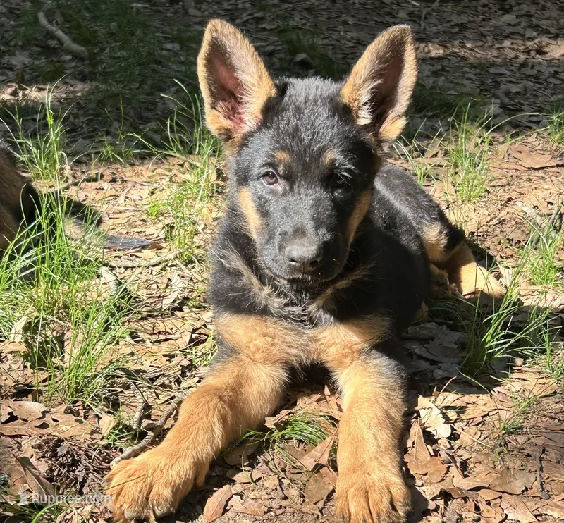 King – German Shepherd Dog puppy for sale in Covington, GA