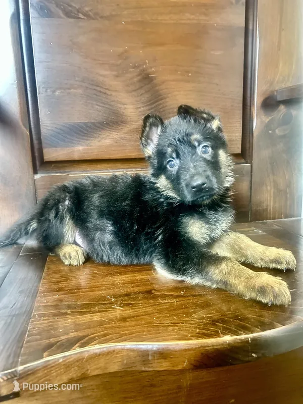 King – German Shepherd Dog puppy for sale in Covington, GA