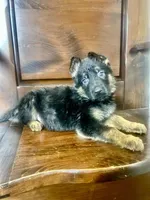 King, a male German Shepherd Dog for sale in Covington, GA – Photo 4 of 4