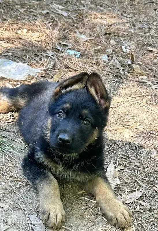 King – German Shepherd Dog puppy for sale in Covington, GA
