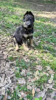 King, a male German Shepherd Dog for sale in Covington, GA – Photo 3 of 4