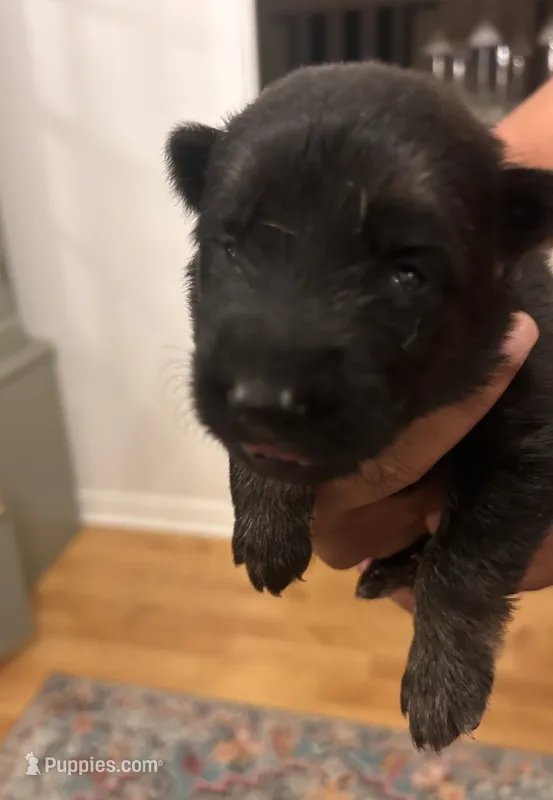 German Shepherd Female (Yellow Collar) – German Shepherd Dog puppy for sale in Covington, GA