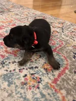 German Shephard Female (Red Collar), a female German Shepherd Dog for sale in Covington, GA – 4 of 4
